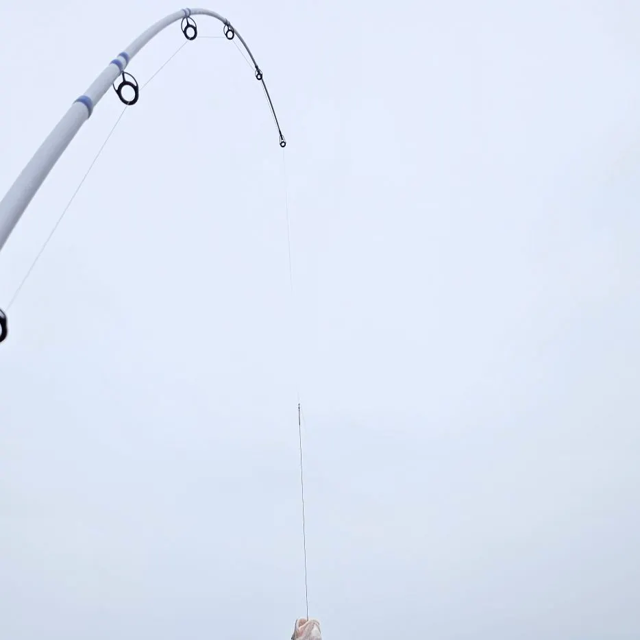The most recent Whiting catches on Fishbrain