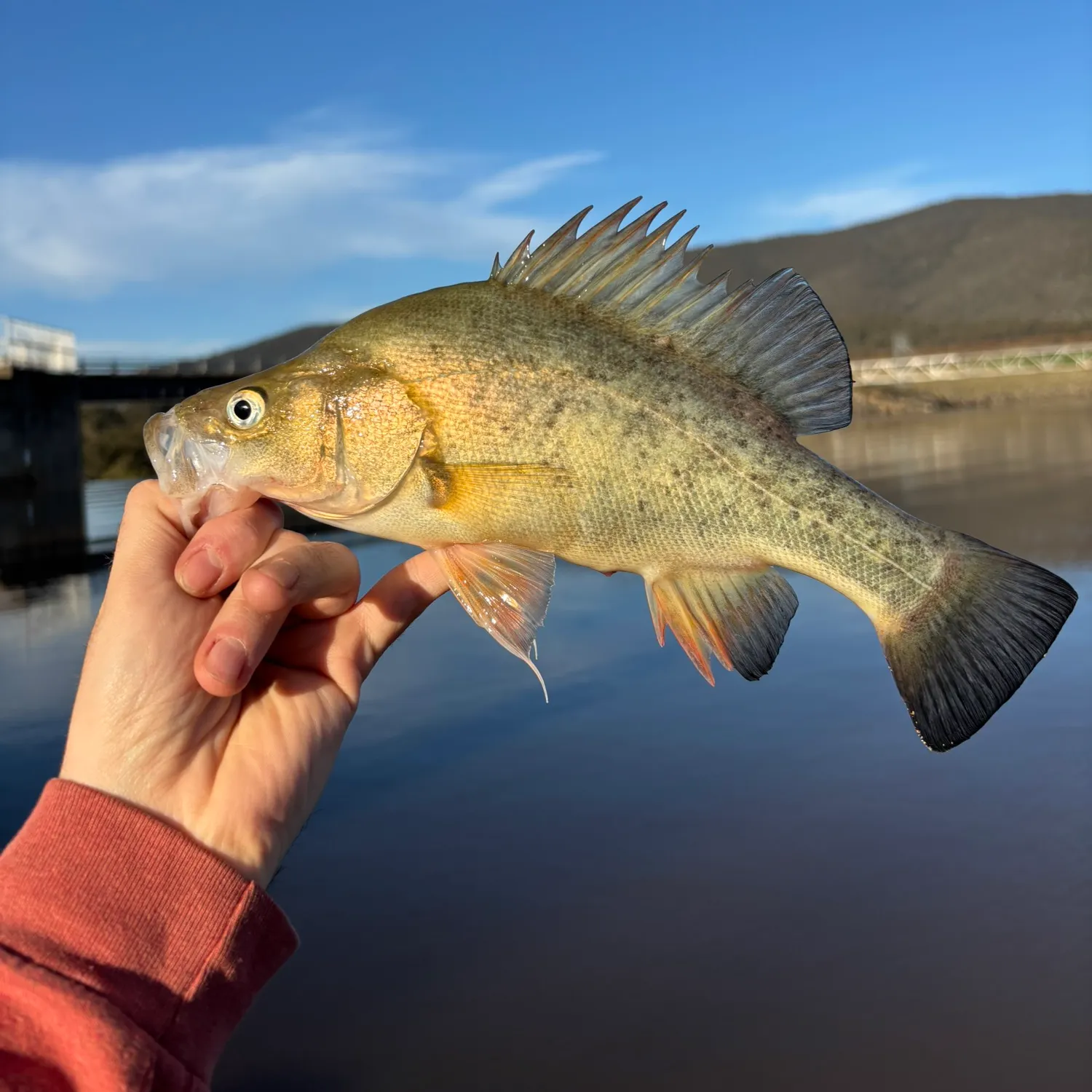Golden perch caught on Fishbrain