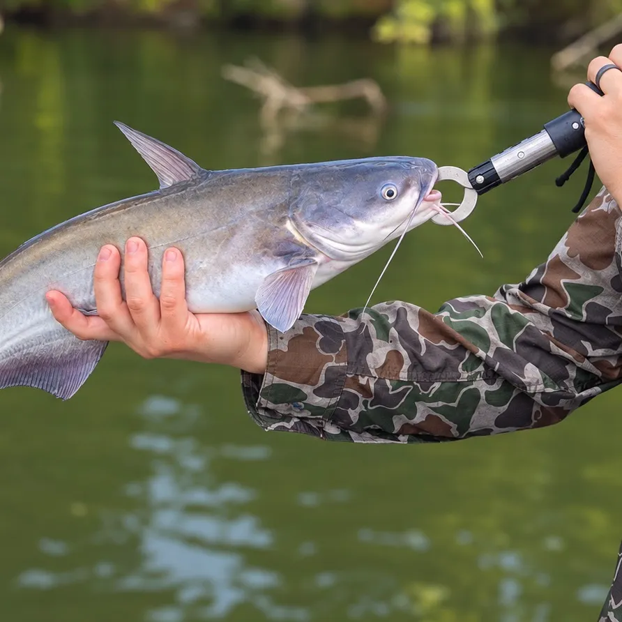 Blue catfish caught on Fishbrain