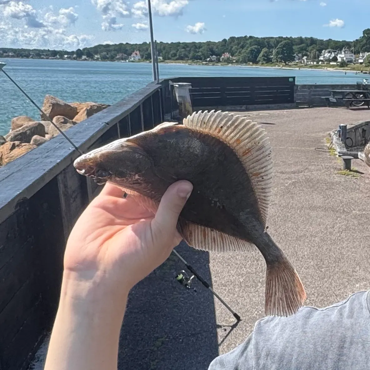 The most recent European plaice catches on Fishbrain