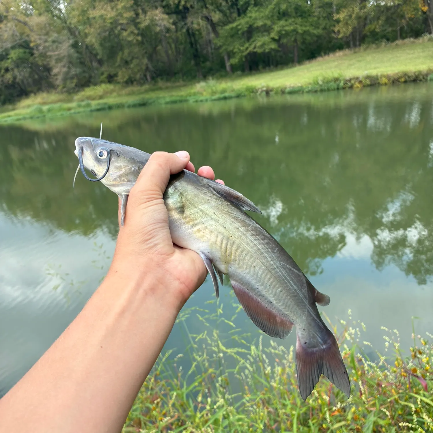 Channel catfish caught on Fishbrain