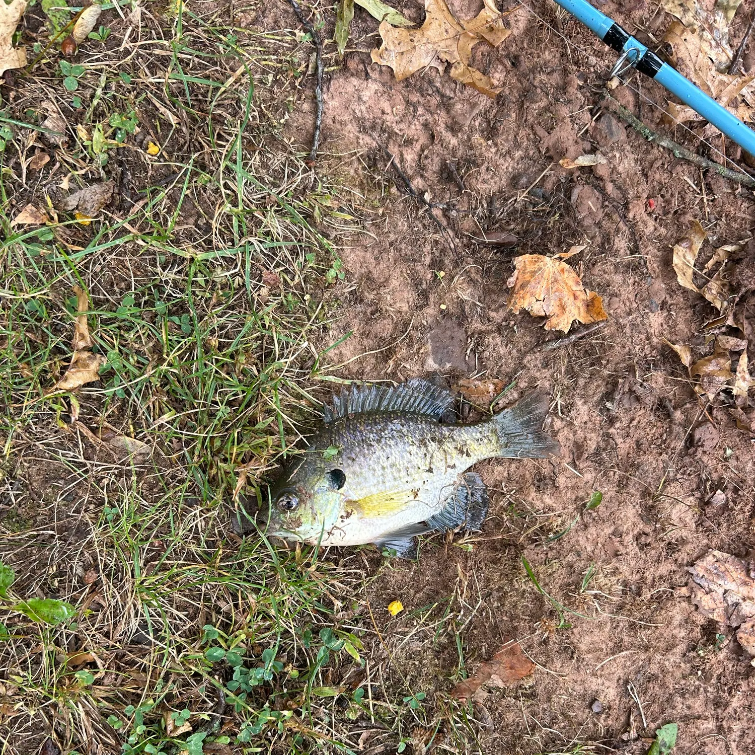 Bluegill caught on Fishbrain