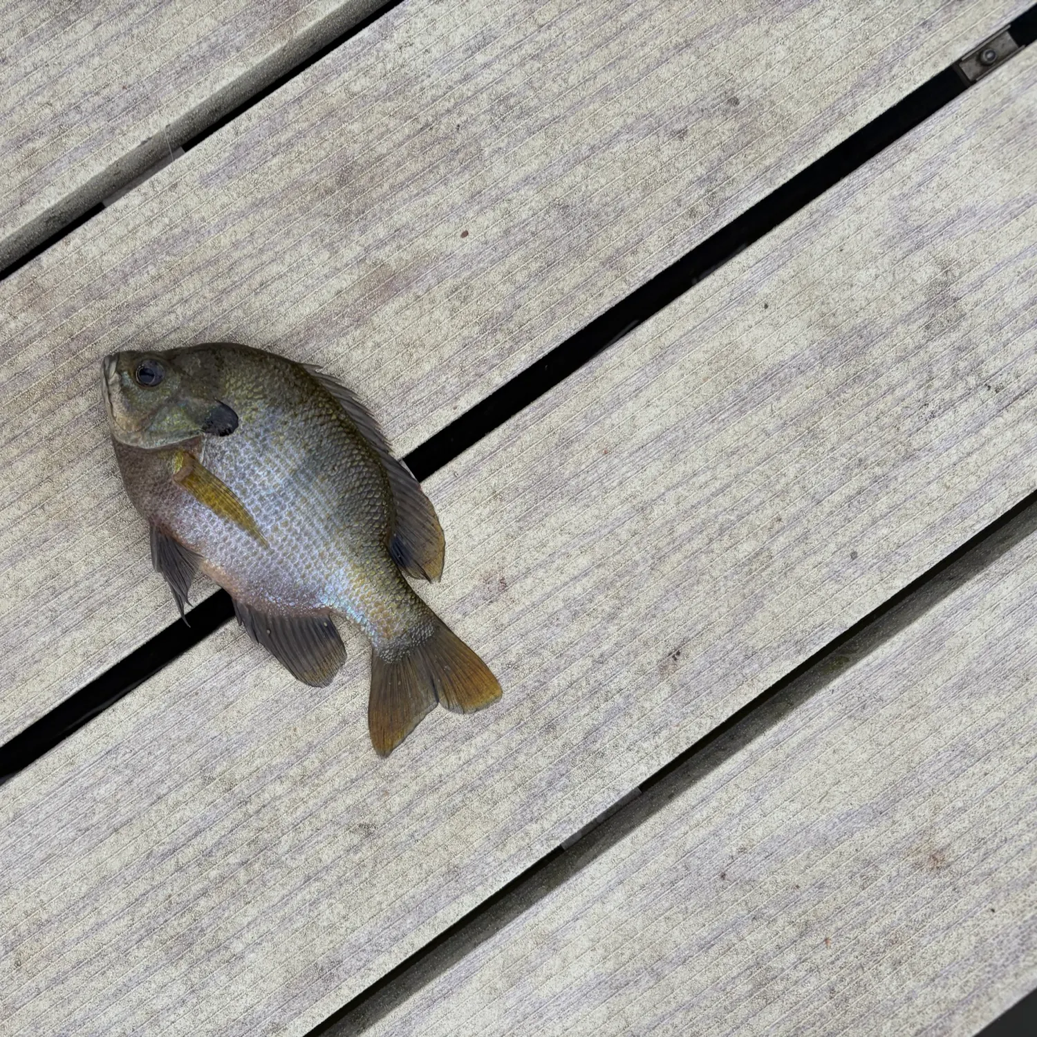 Bluegill caught on Fishbrain