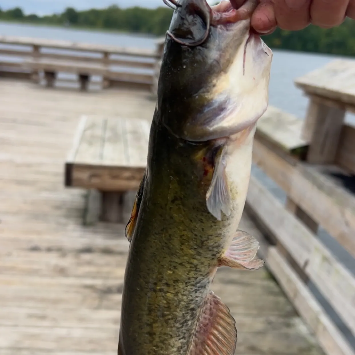 Yellow bullhead caught on Fishbrain