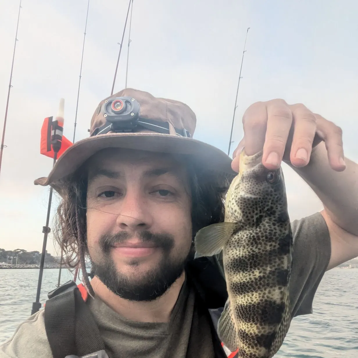 Spotted sand bass caught on Fishbrain