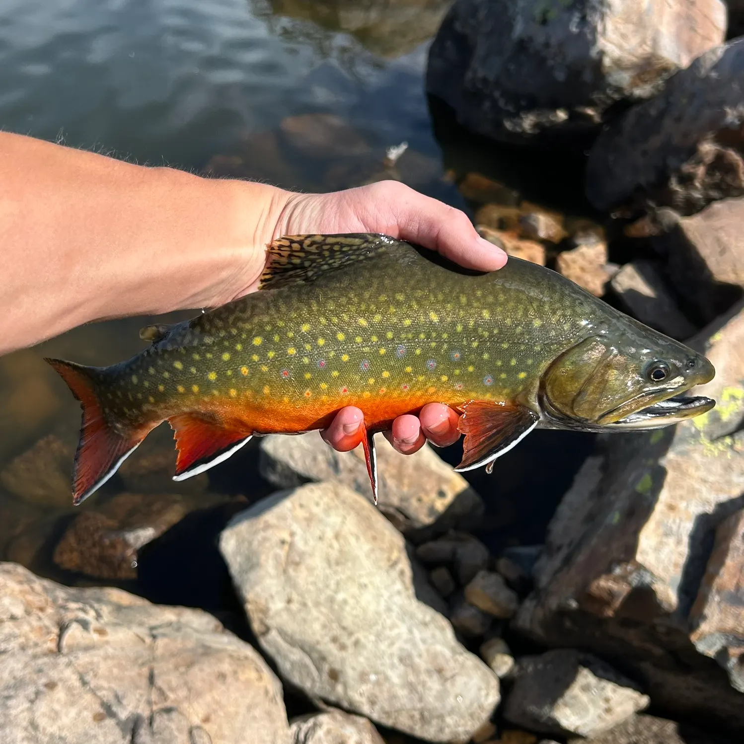 Brook trout caught on Fishbrain