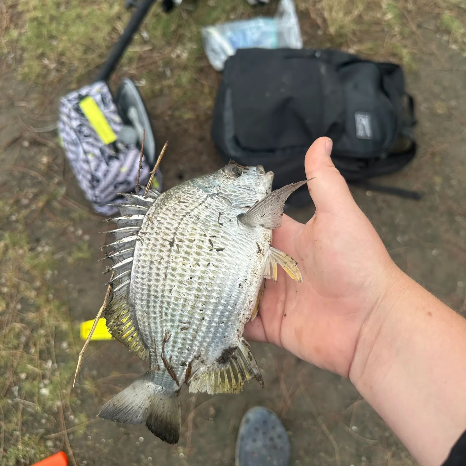 Surf bream caught on Fishbrain