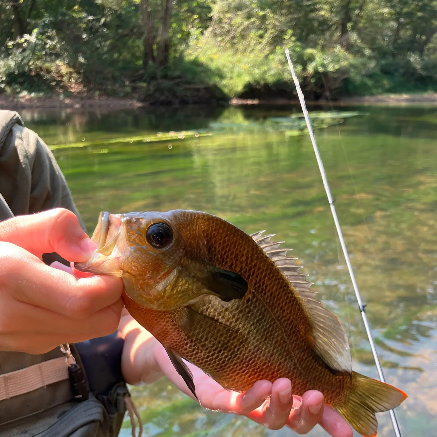 The most recent Redbreast sunfish catches on Fishbrain