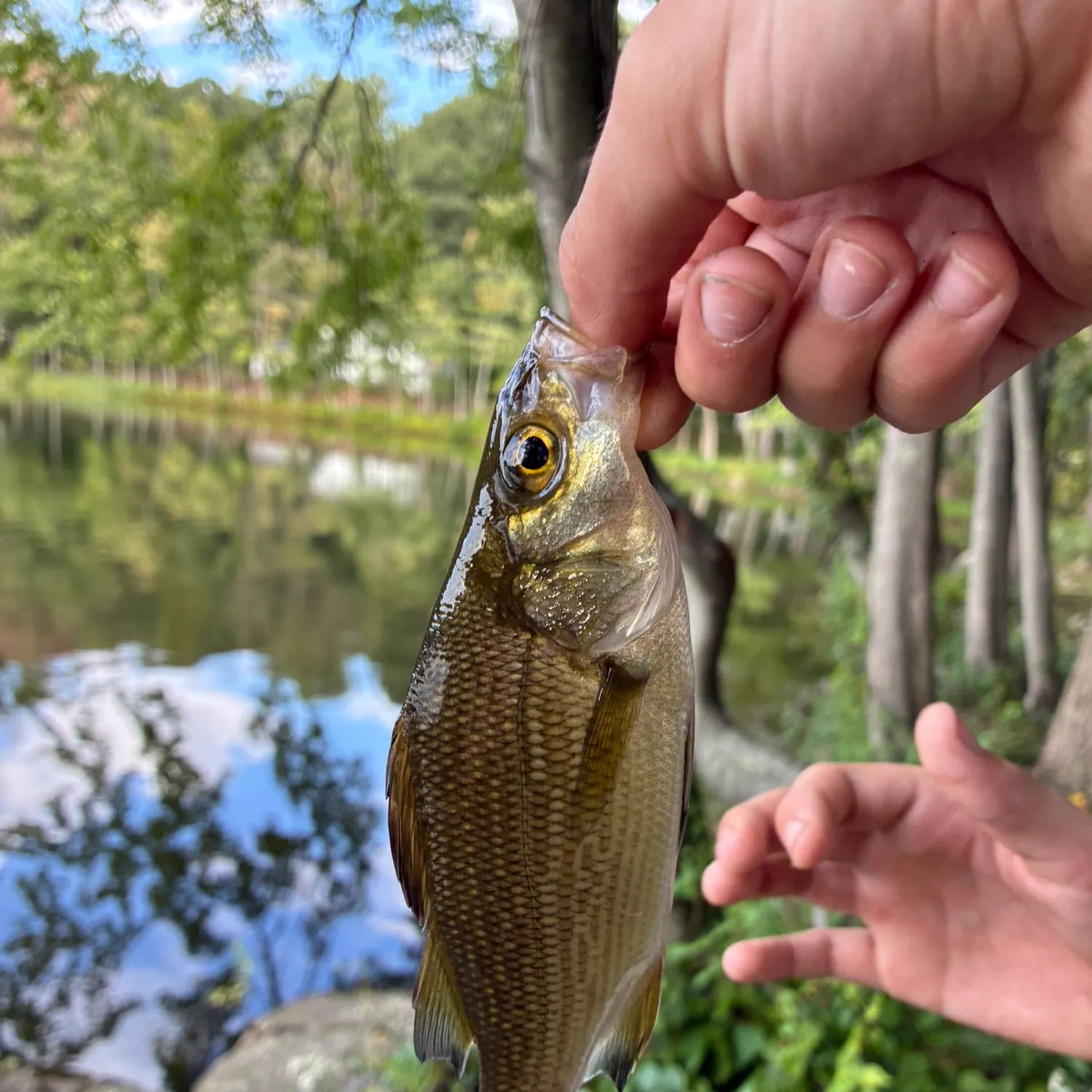 White perch caught on Fishbrain
