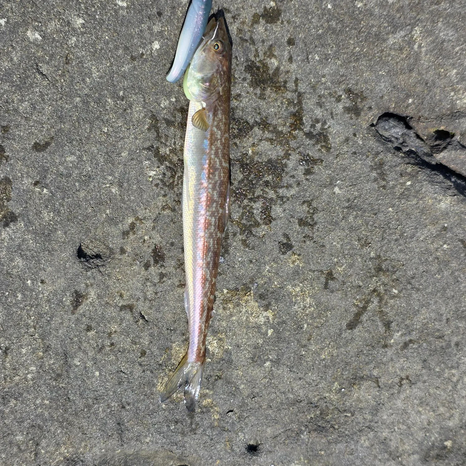 The most recent Inshore lizardfish catches on Fishbrain