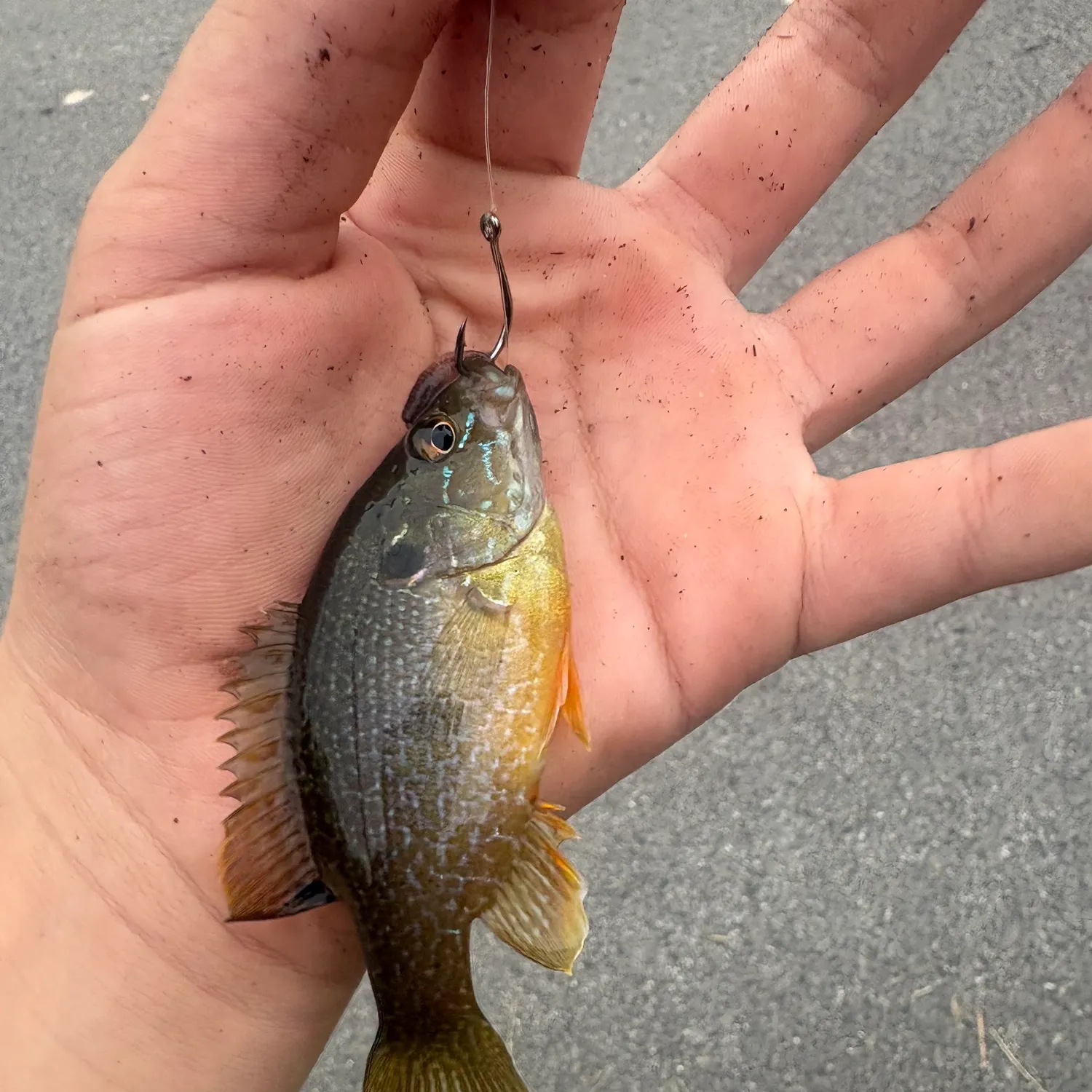 Green sunfish caught on Fishbrain