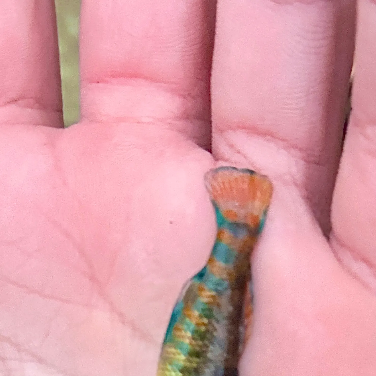 The most recent Rainbow darter catches on Fishbrain