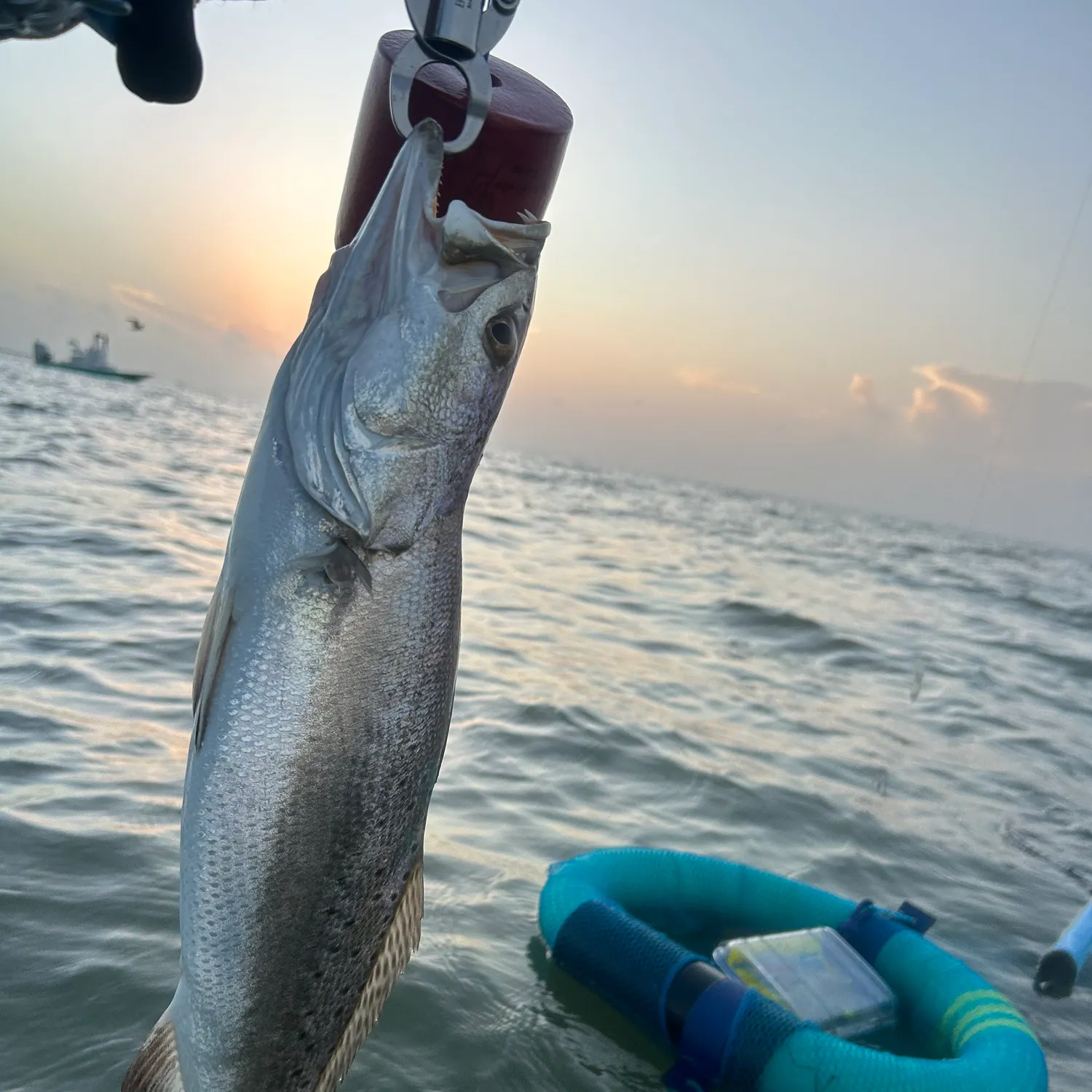 Spotted seatrout caught on Fishbrain