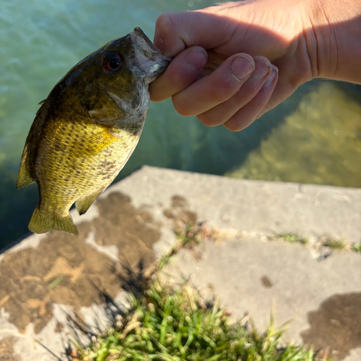 Rock bass caught on Fishbrain