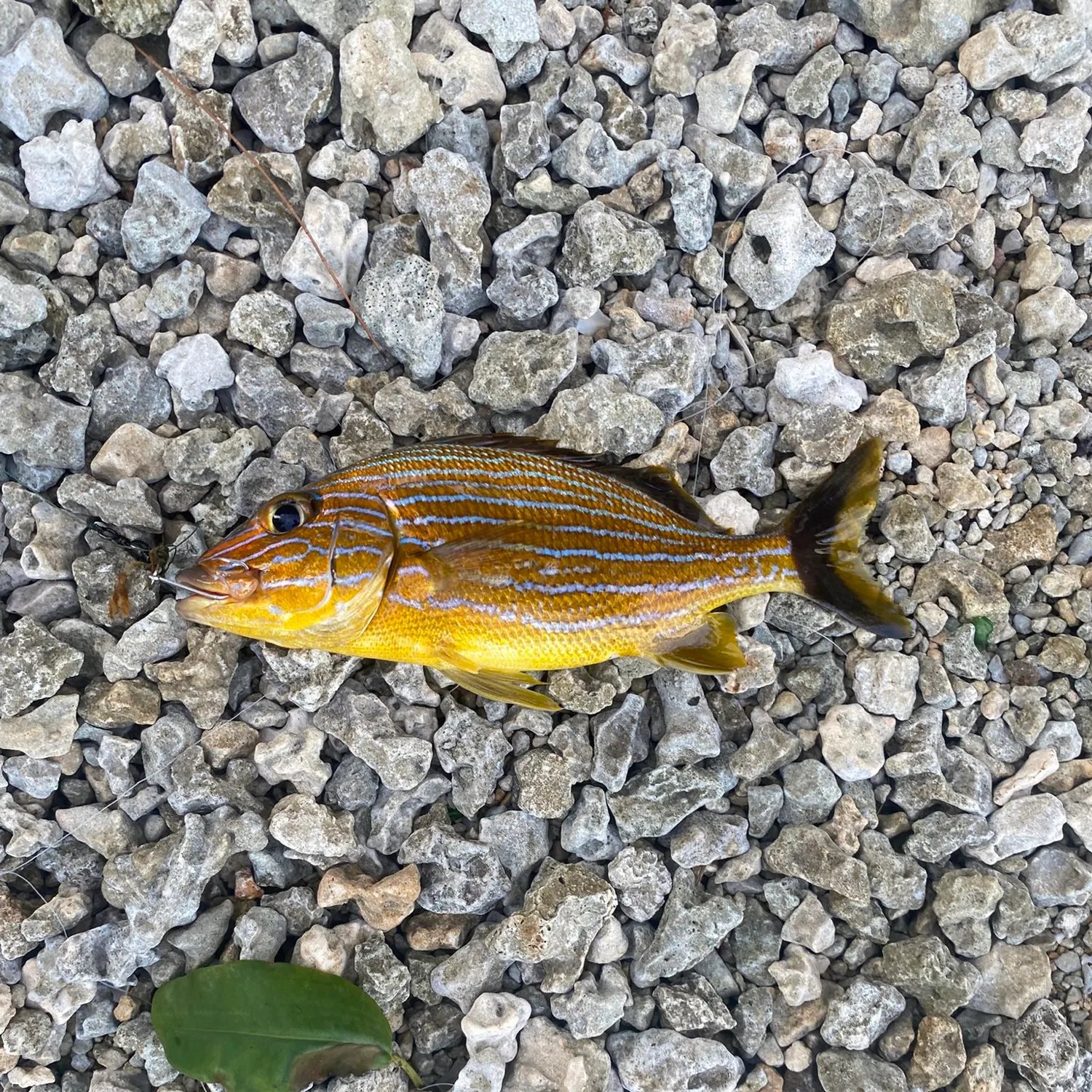 White grunt caught on Fishbrain