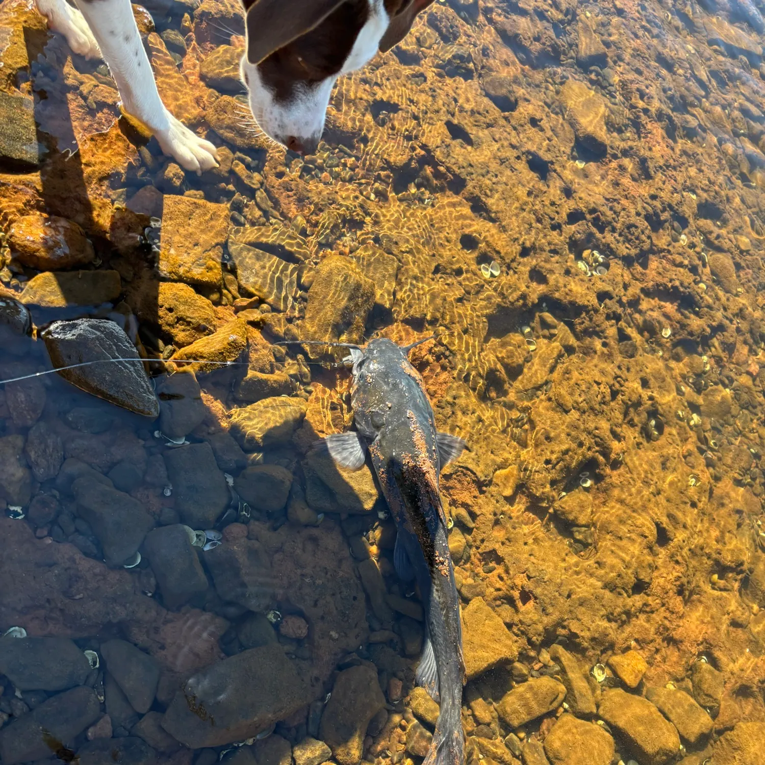 Channel catfish caught on Fishbrain