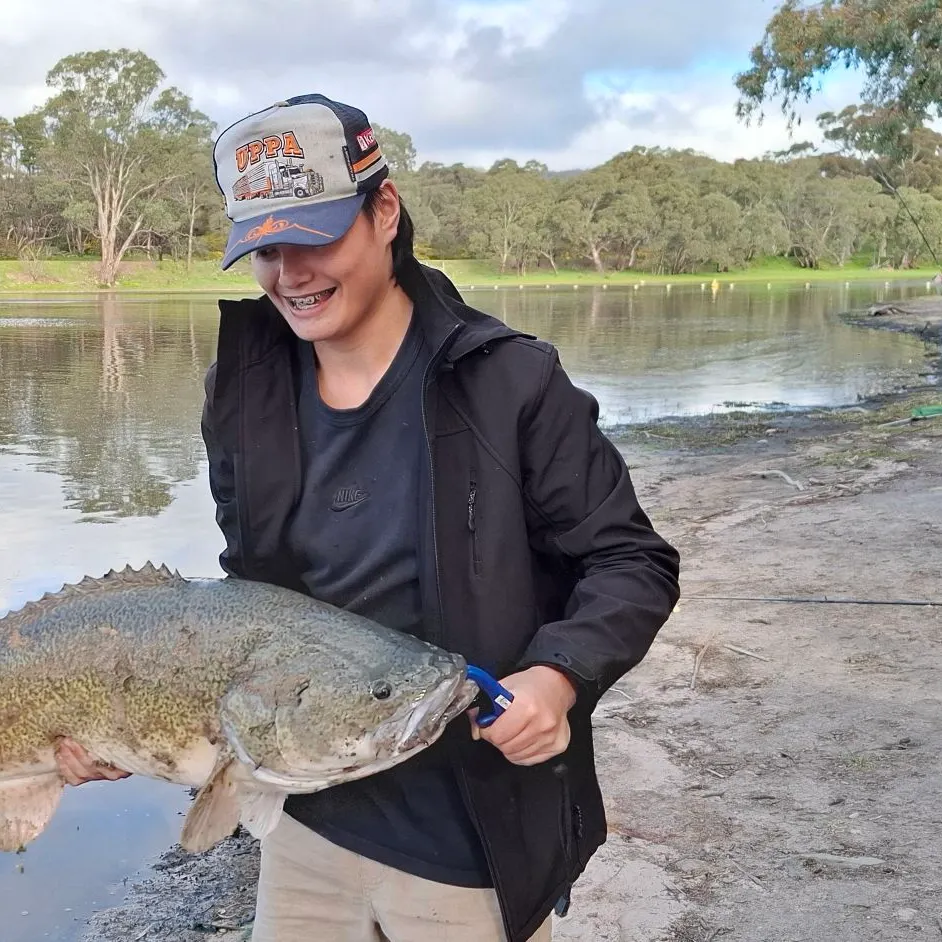 Murray cod caught on Fishbrain