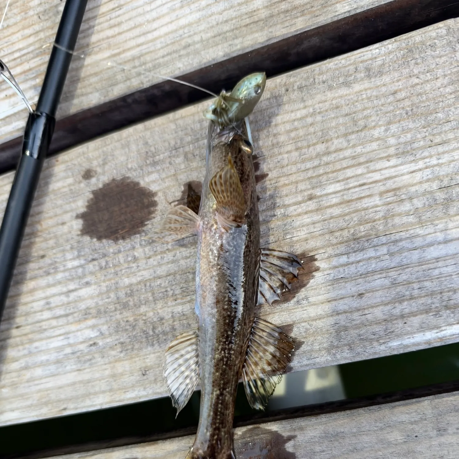 Bigmouth sleeper caught on Fishbrain