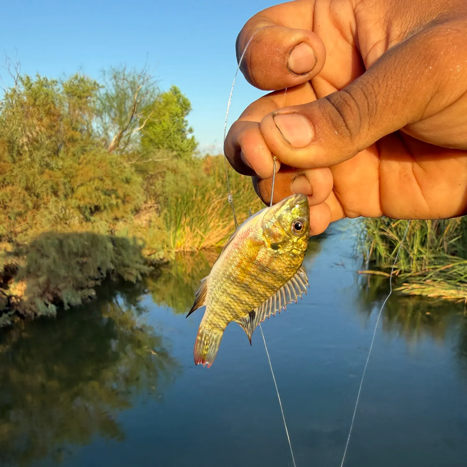 The most recent Redbelly tilapia catches on Fishbrain