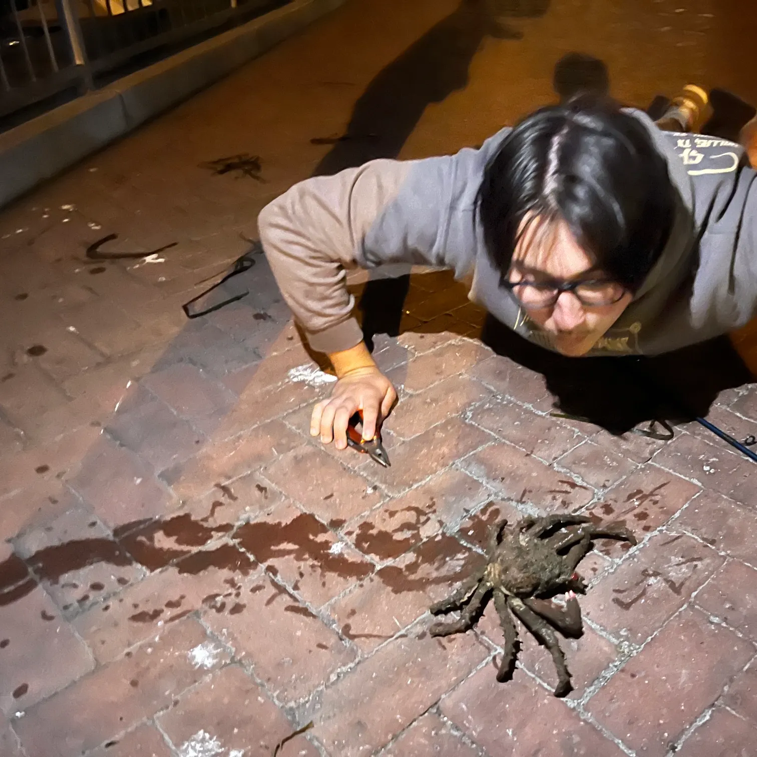 The most recent Sheep crab catches on Fishbrain
