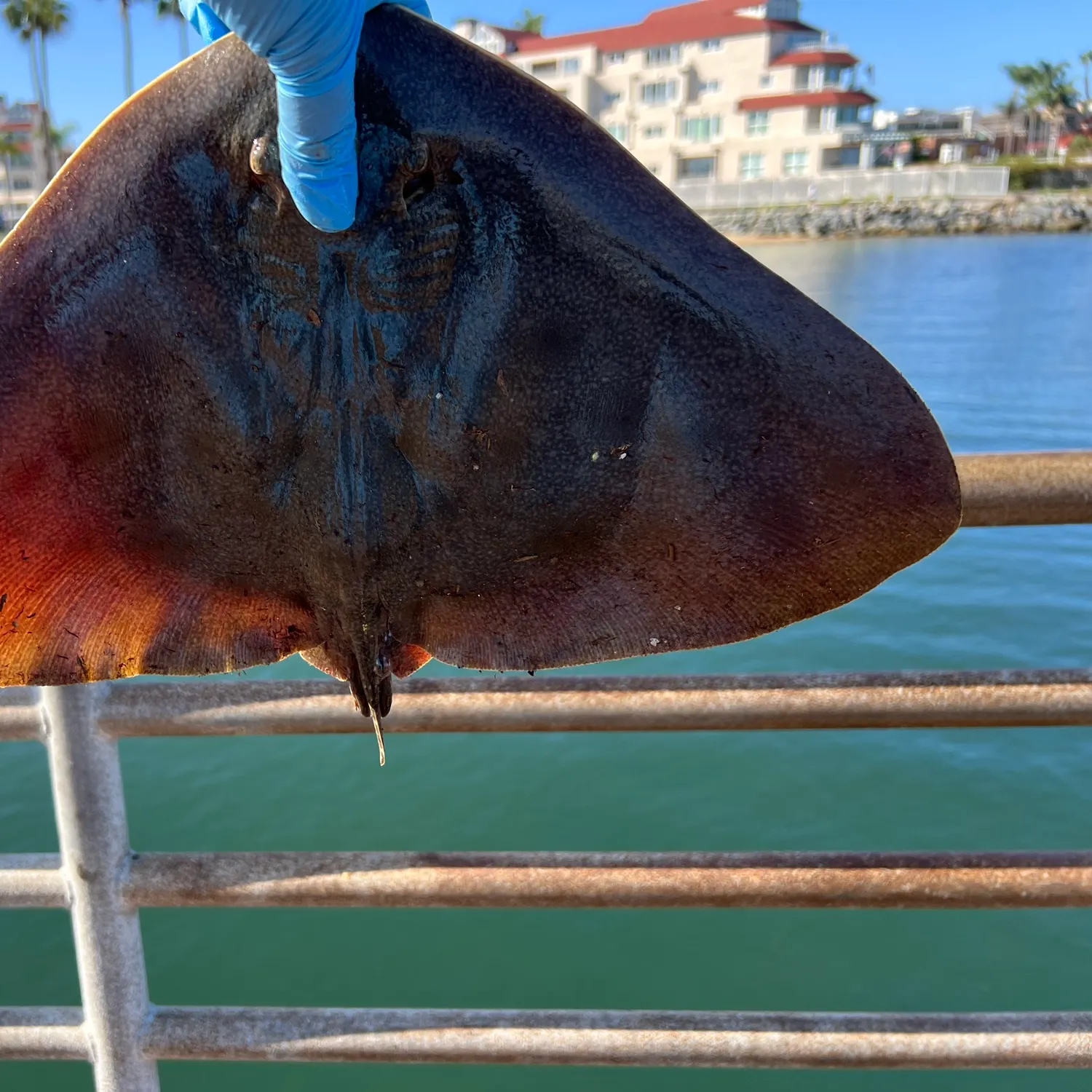 The most recent California butterfly ray catches on Fishbrain