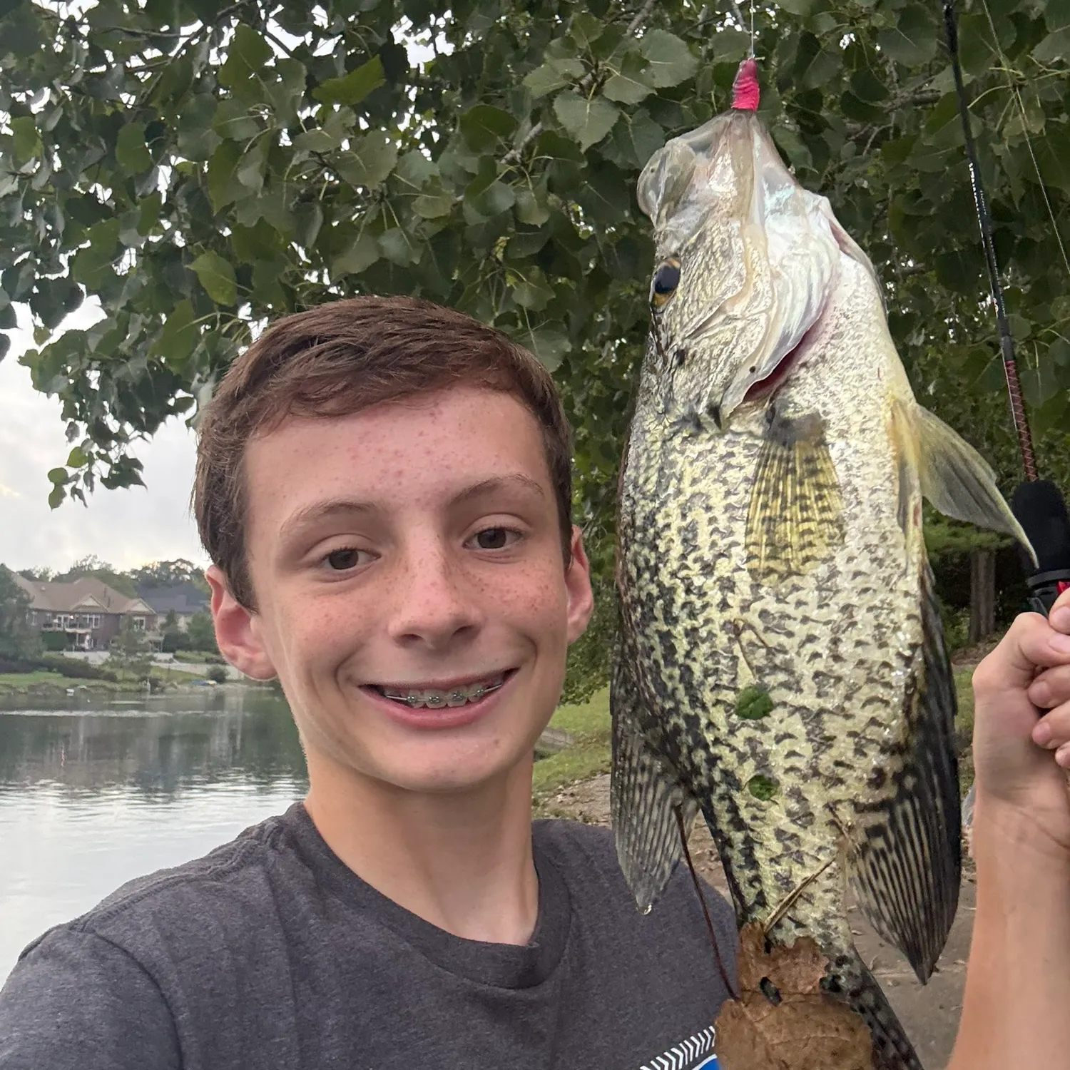 Black crappie caught on Fishbrain