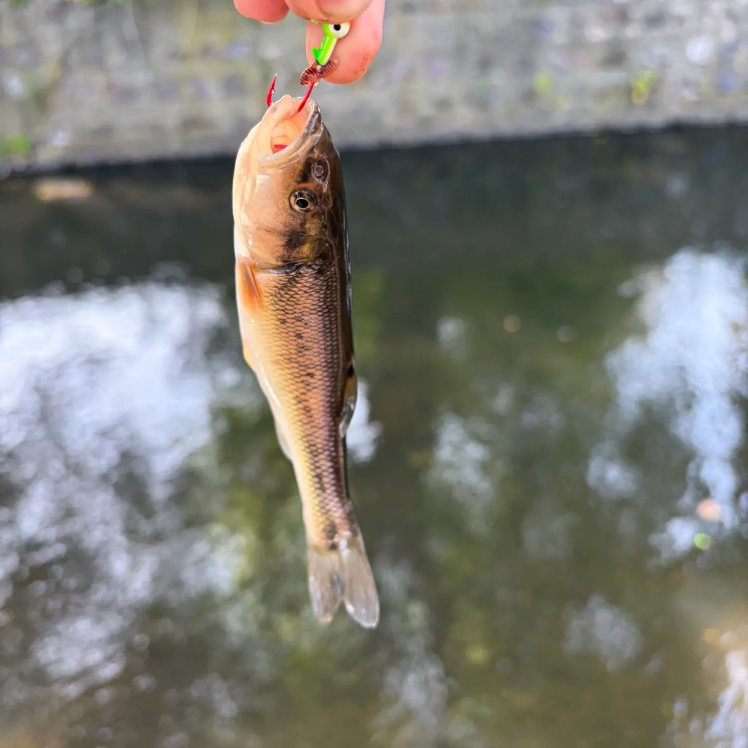 Creek chub caught on Fishbrain