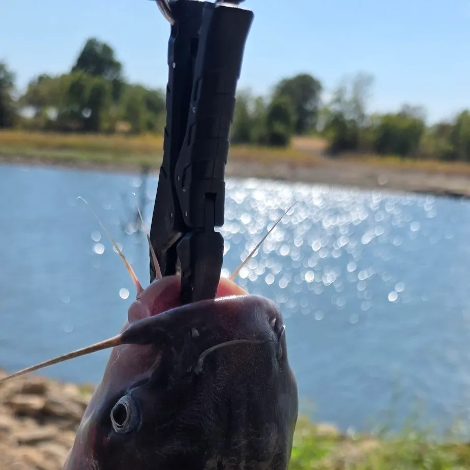 Blue catfish caught on Fishbrain