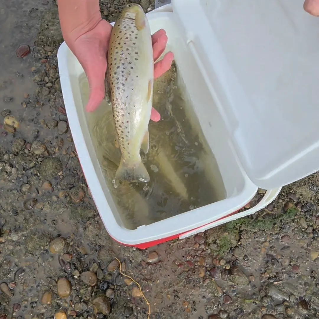 Brown trout caught on Fishbrain