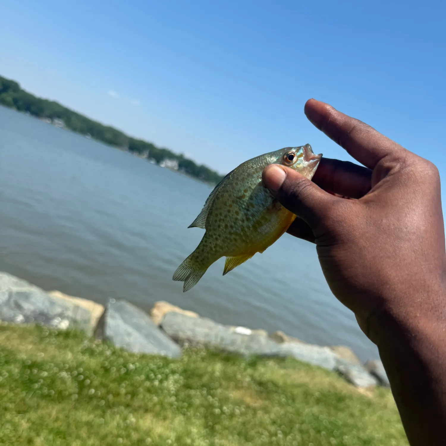 The most recent Orangespotted sunfish catches on Fishbrain