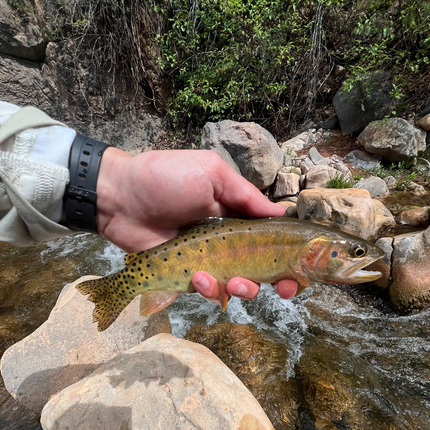 recently logged catches
