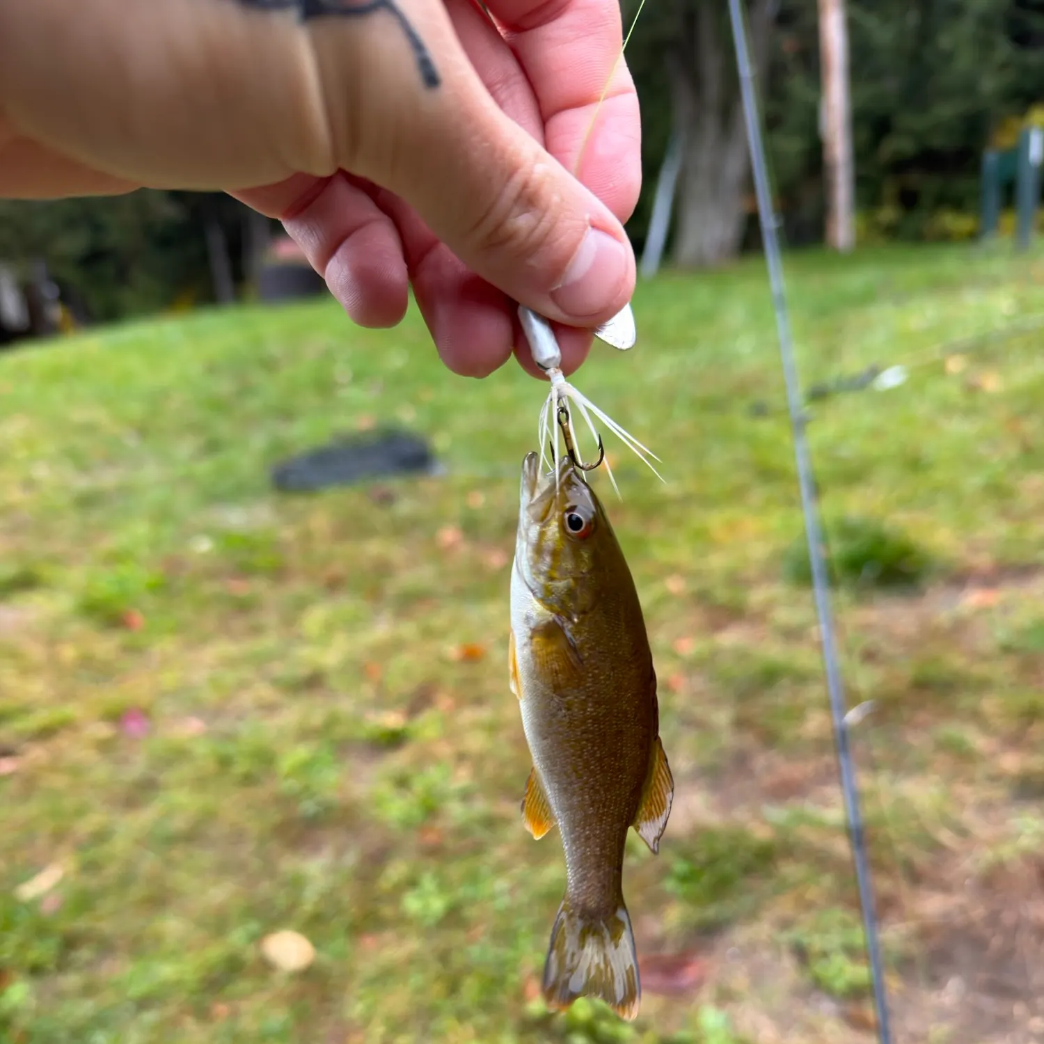 Smallmouth bass caught on Fishbrain