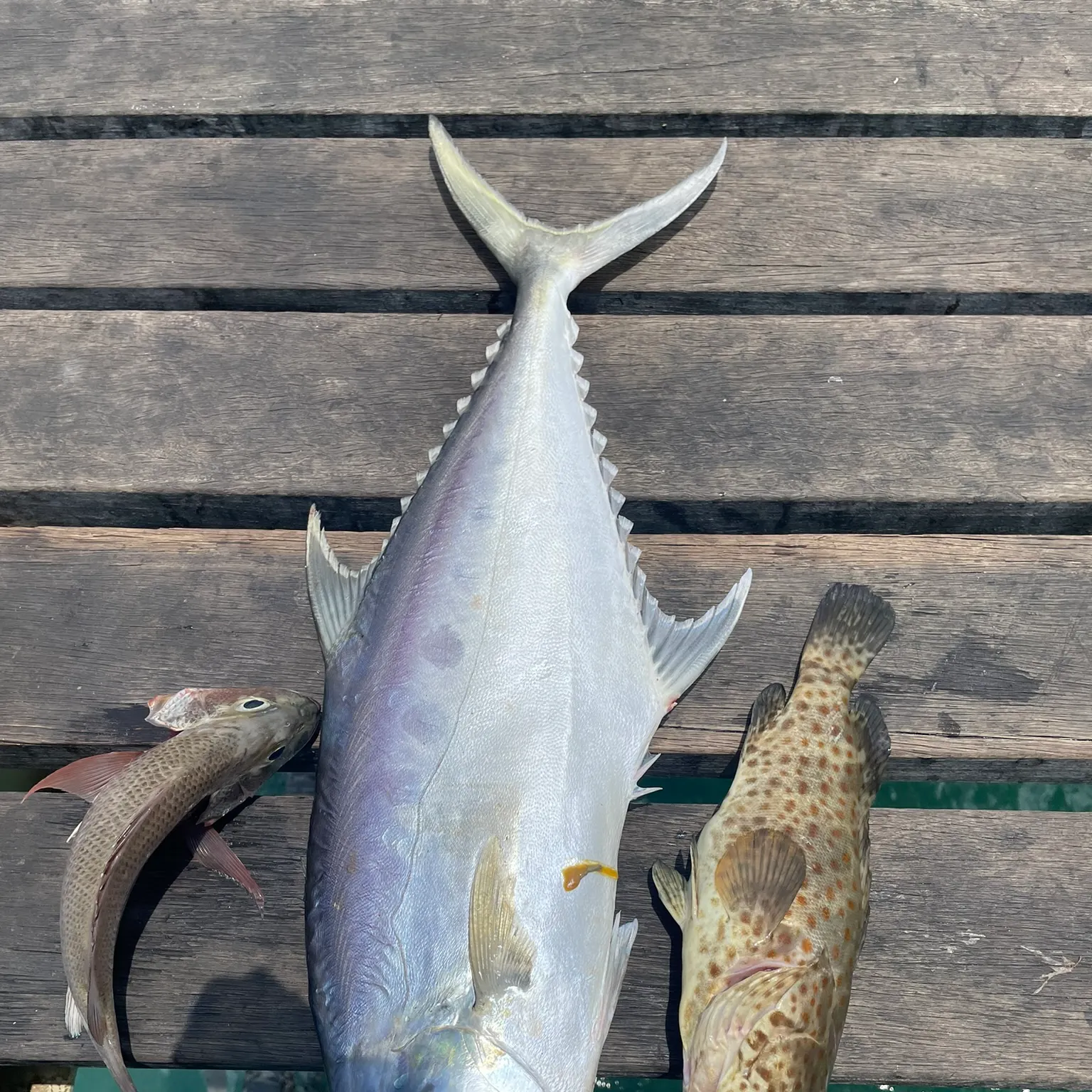 The most recent Talang queenfish catches on Fishbrain