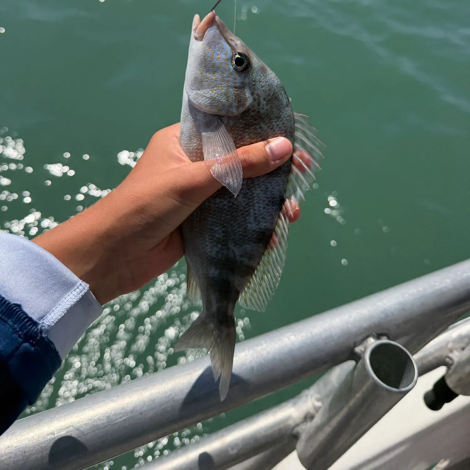 The most recent White grunt catches on Fishbrain