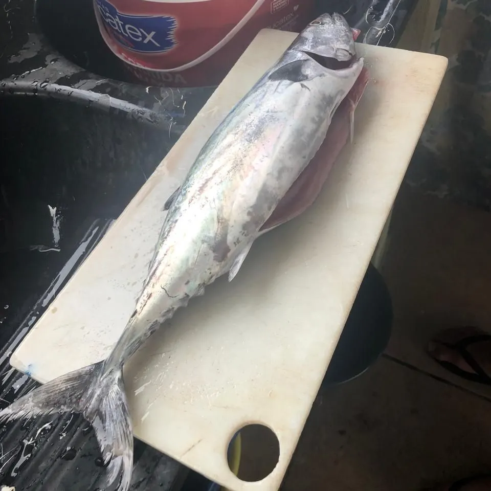 The most recent Atlantic bonito catches on Fishbrain