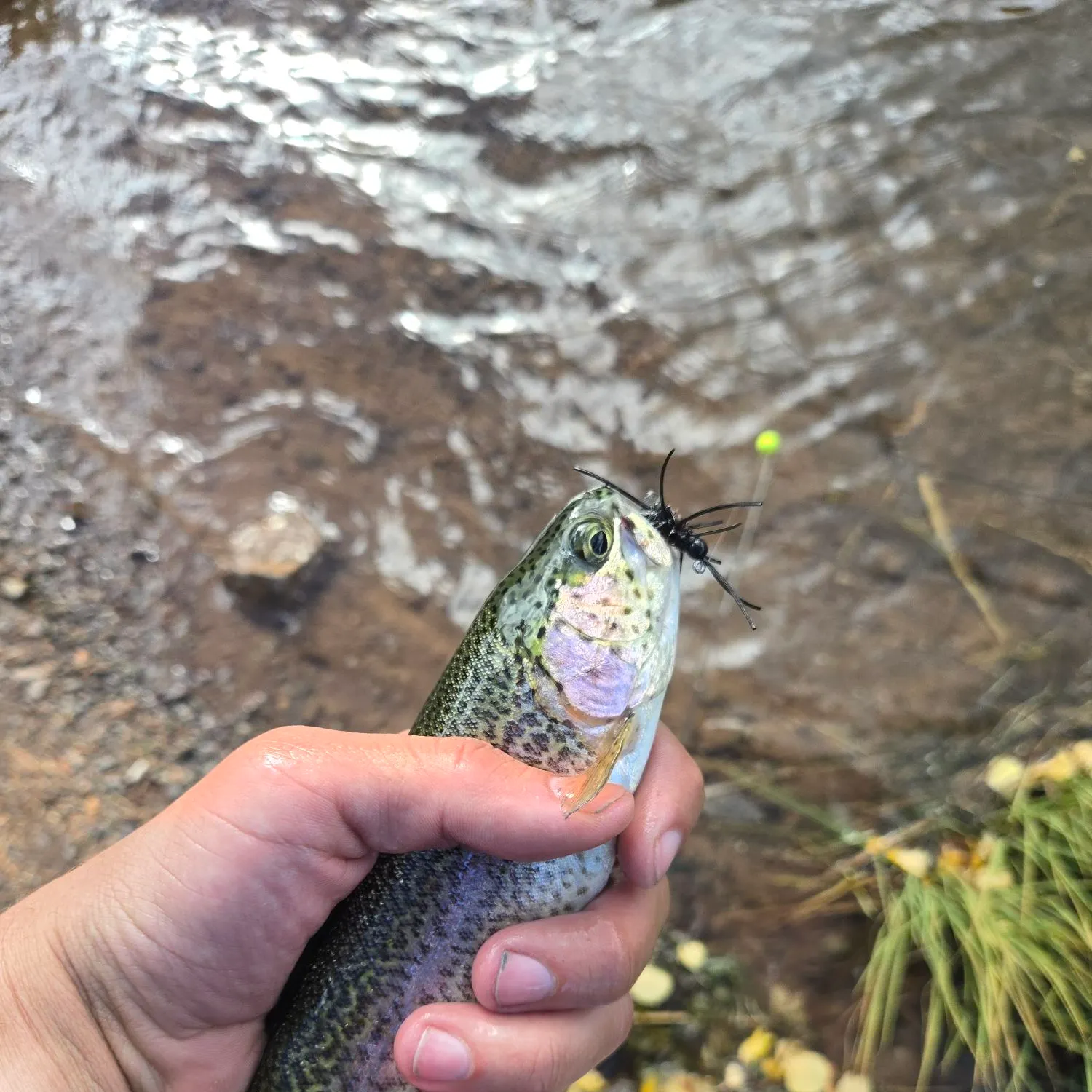 Rainbow trout caught on Fishbrain