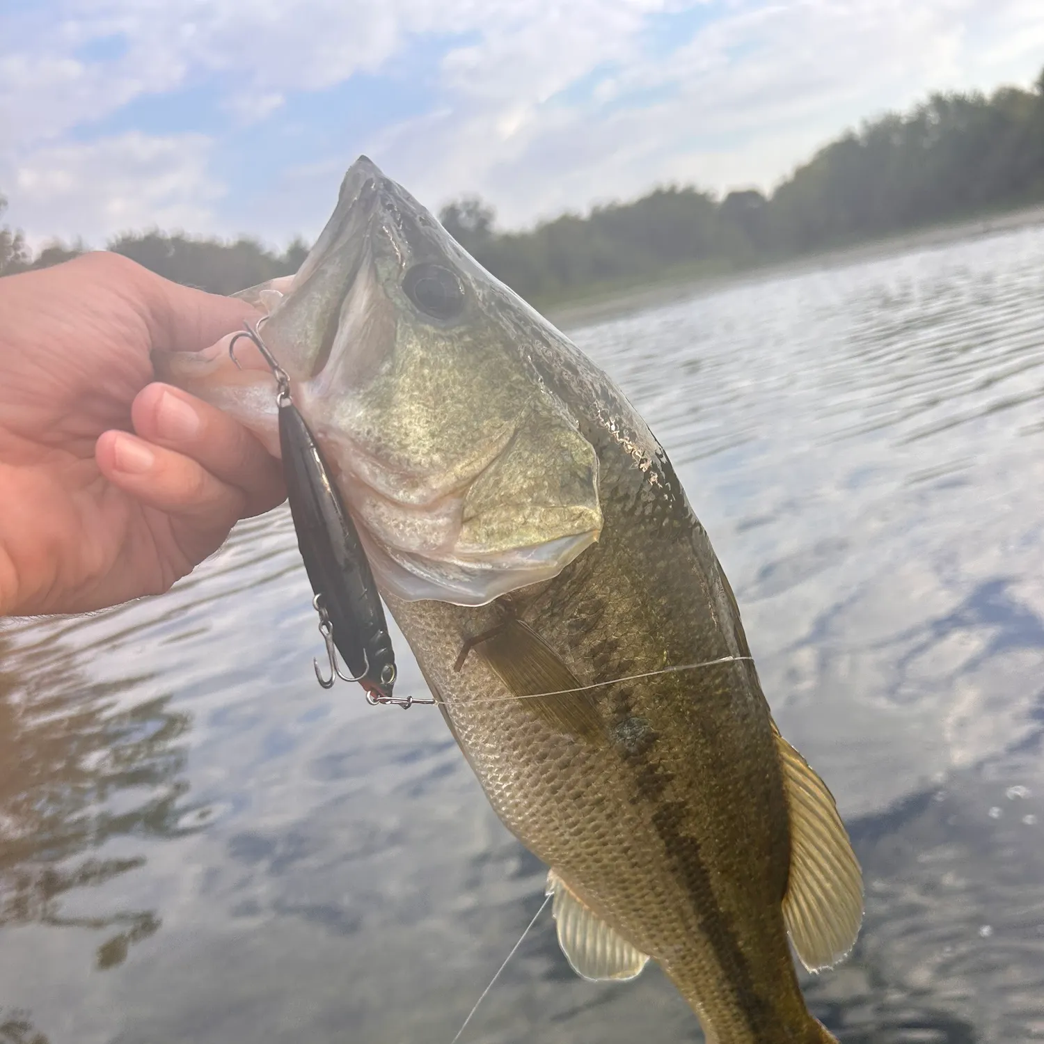 Largemouth bass caught on Fishbrain