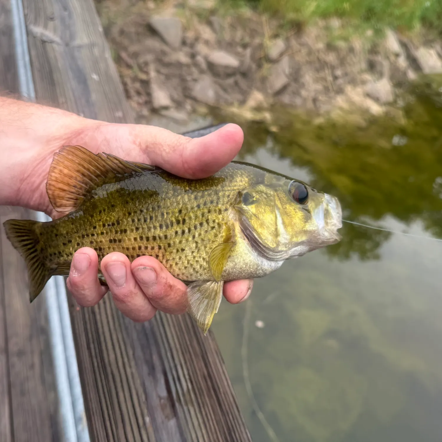 Rock bass caught on Fishbrain