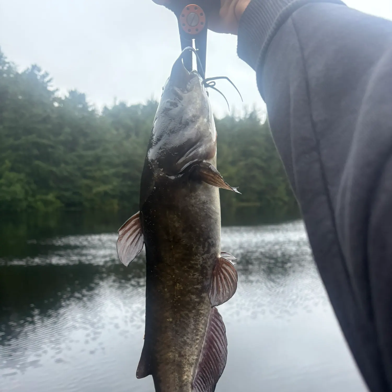 Brown bullhead caught on Fishbrain