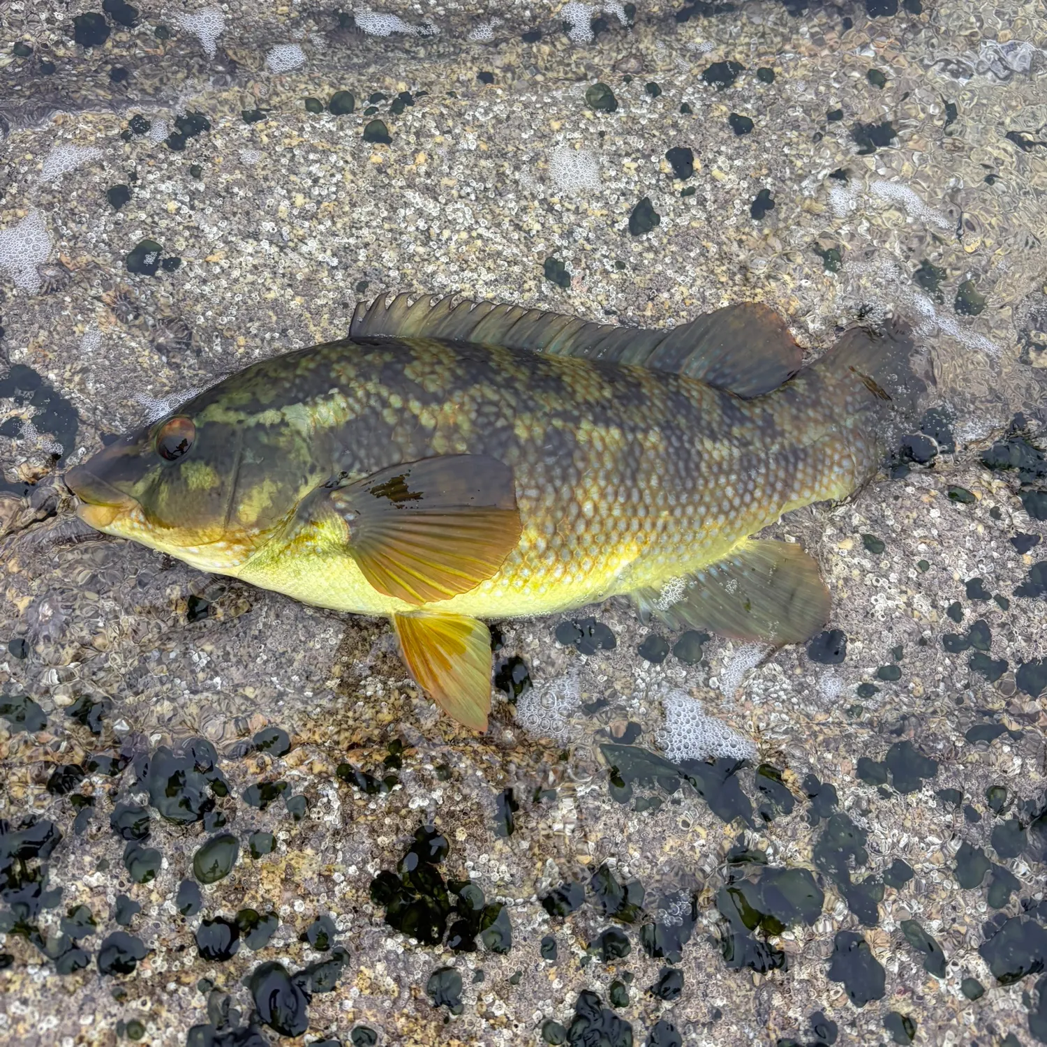 Ballan wrasse caught on Fishbrain