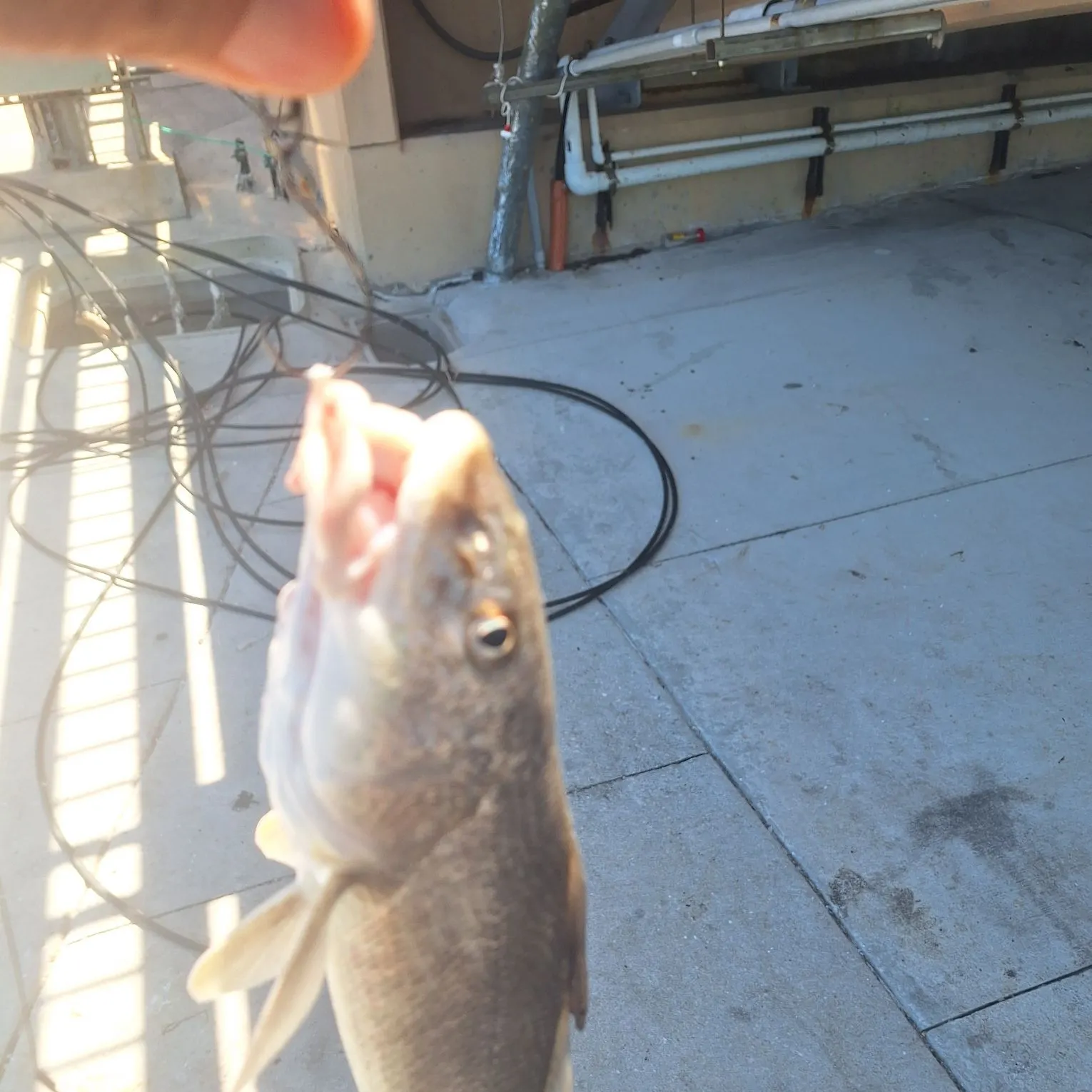 The most recent King George whiting catches on Fishbrain