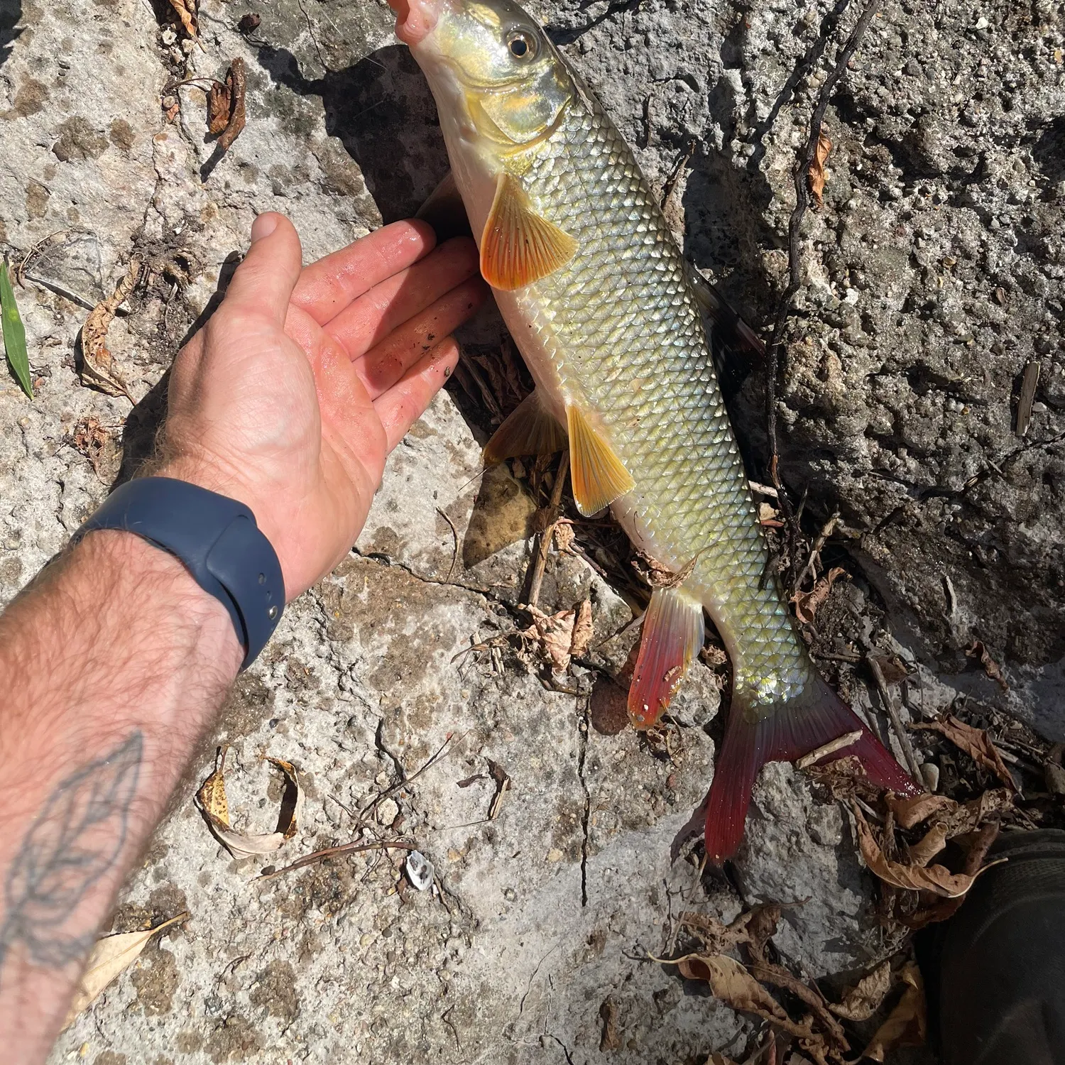 catch