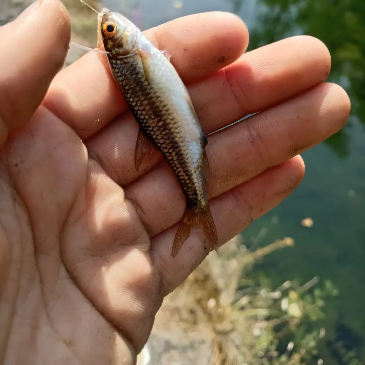 The most recent Common bleak catches on Fishbrain