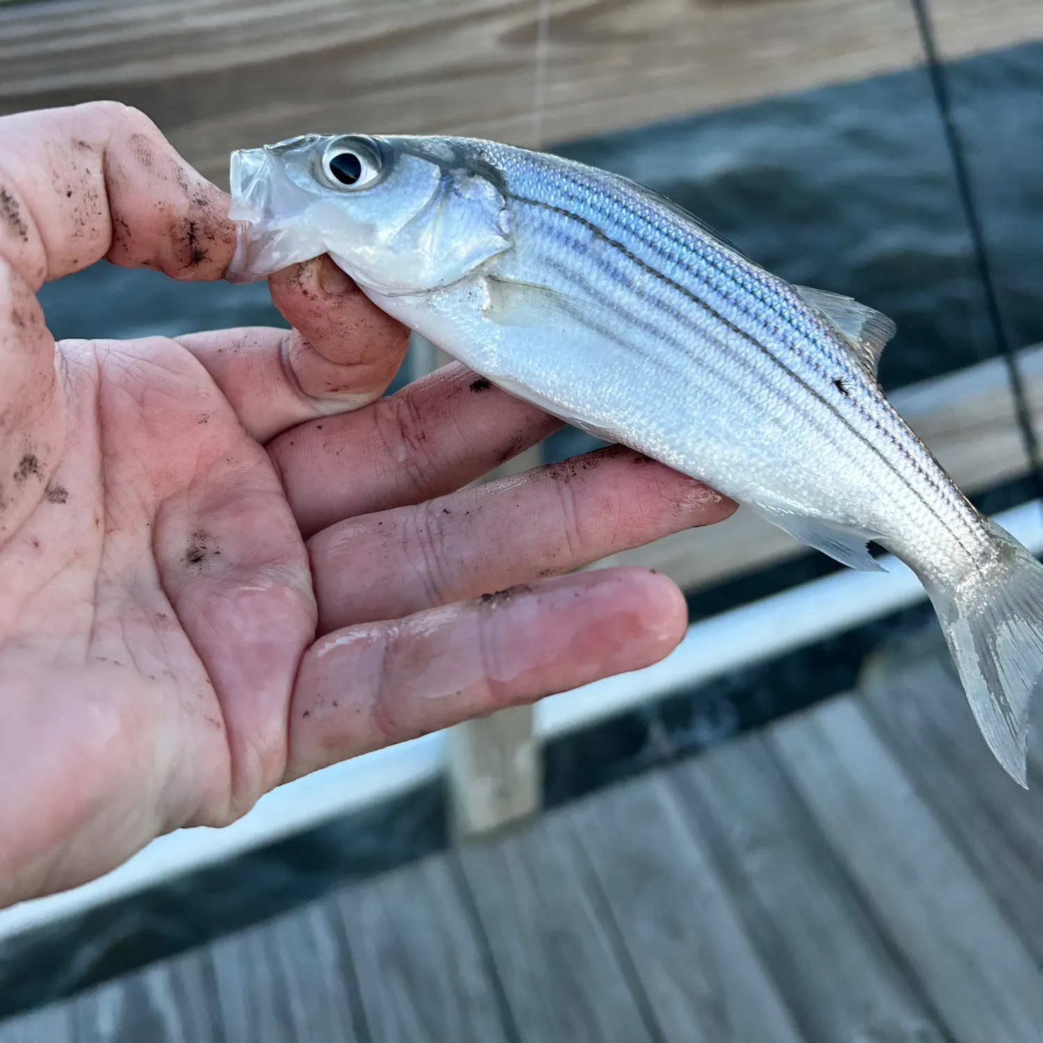 Striped bass caught on Fishbrain