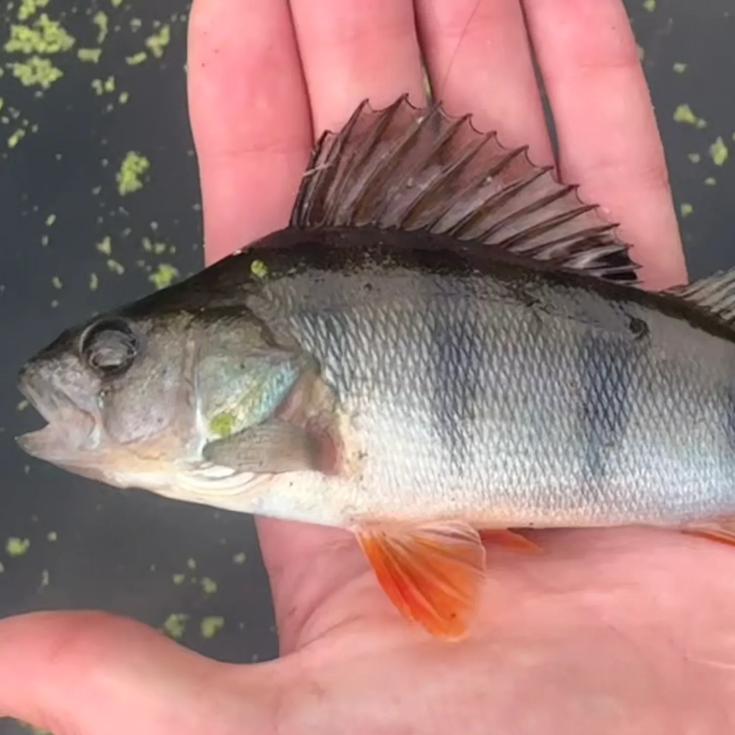 European perch caught on Fishbrain