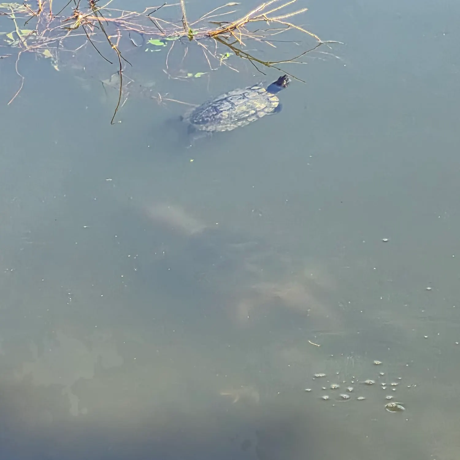 The most recent Alligator snapping turtle catches on Fishbrain