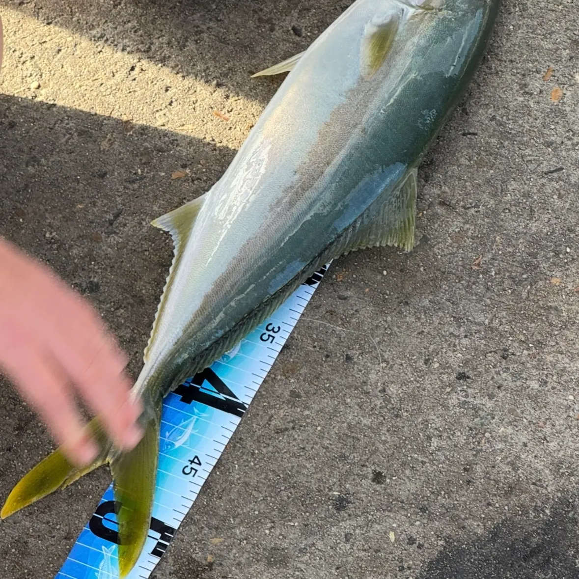 Southern yellowtail amberjack caught on Fishbrain