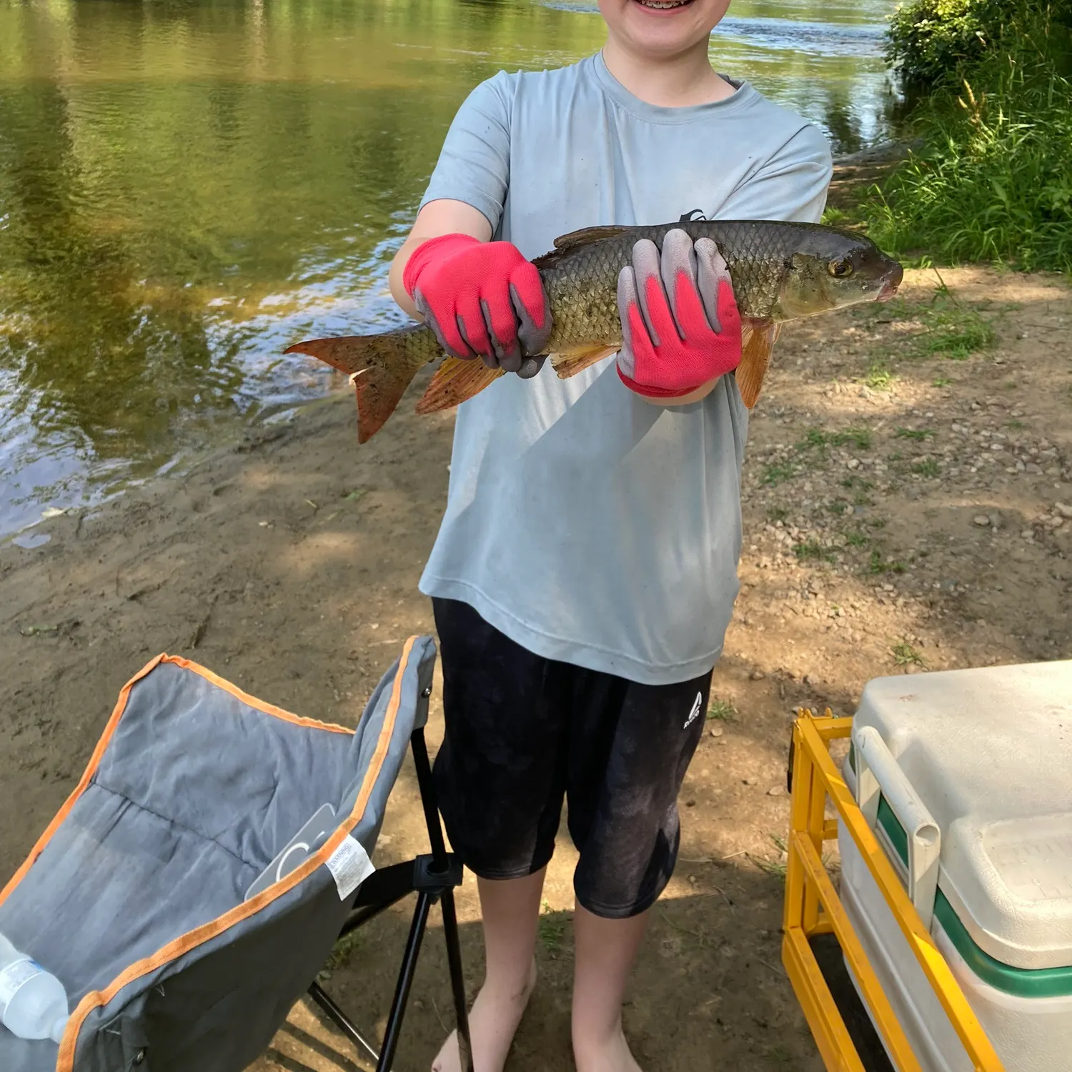 The most recent Shorthead redhorse catches on Fishbrain