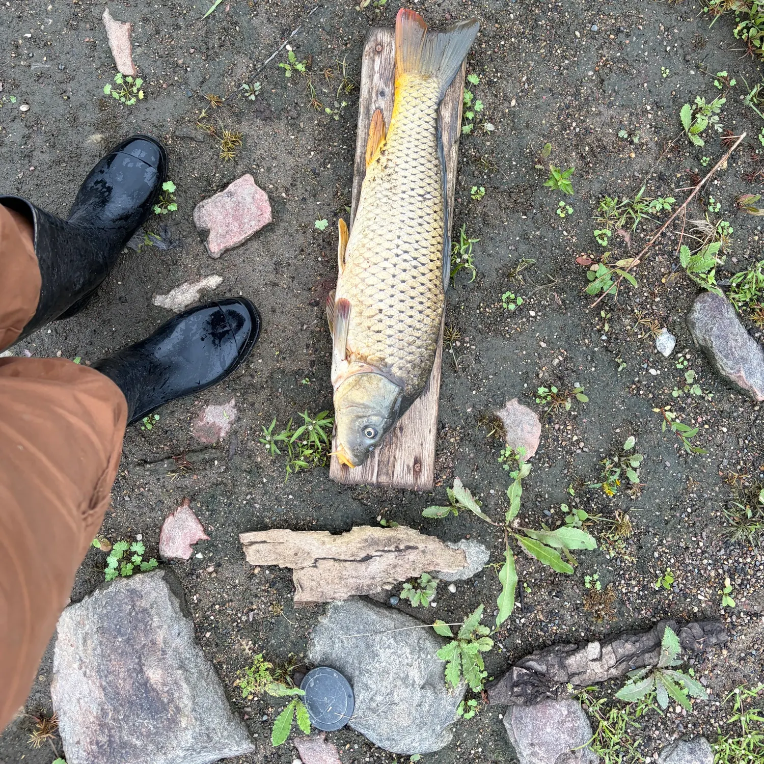 catch