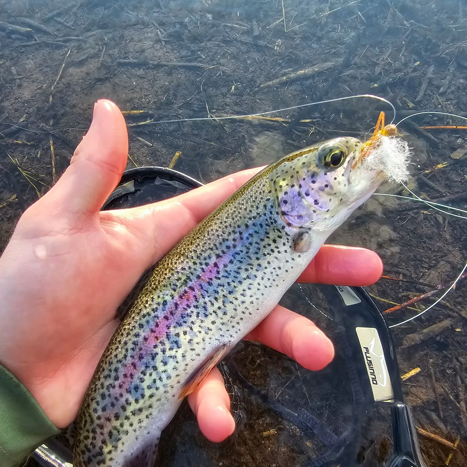 Rainbow trout caught on Fishbrain